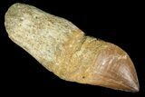 Composite Fossil Mosasaur (Prognathodon) Tooth - Morocco #117054-1